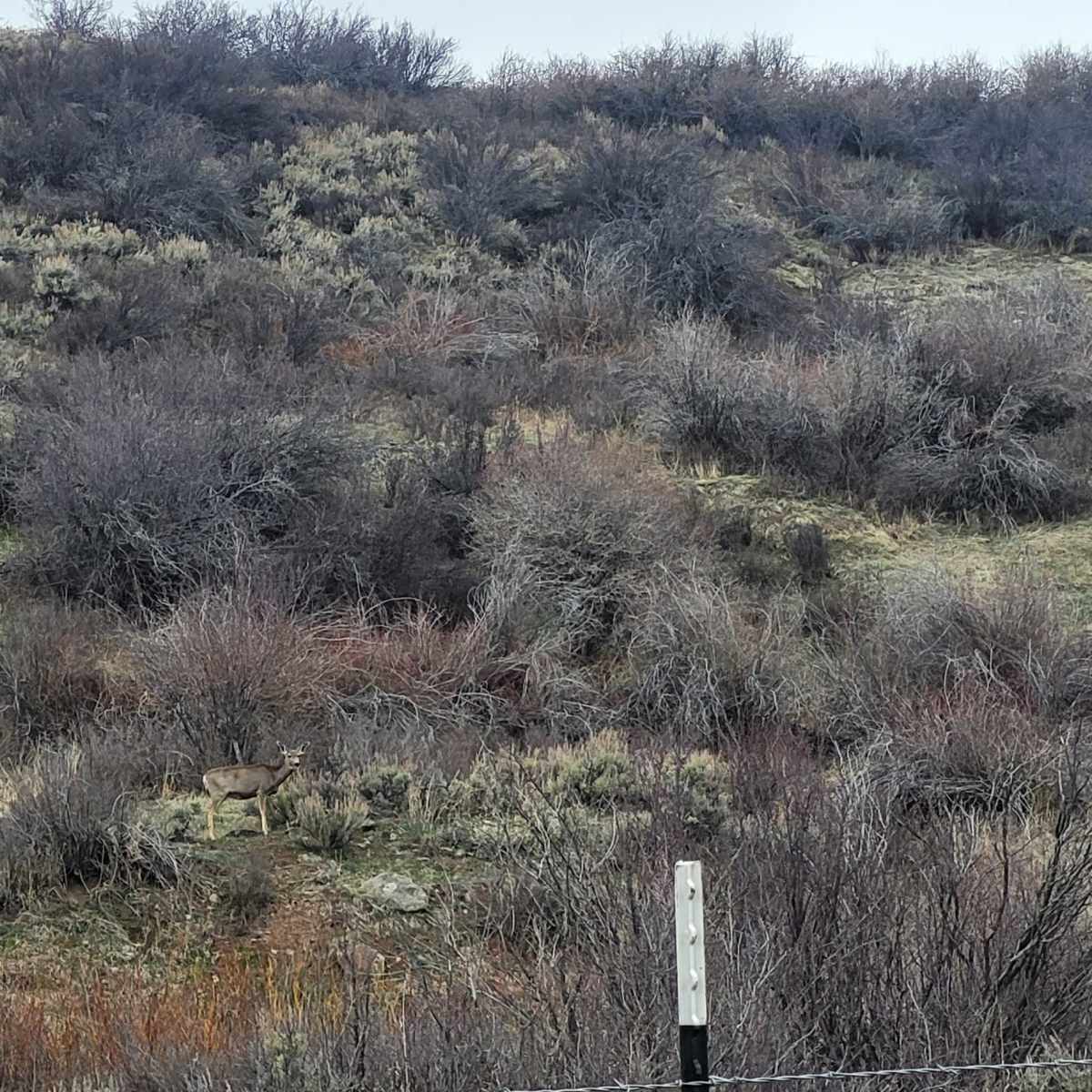 North Camp - Mule Deer
