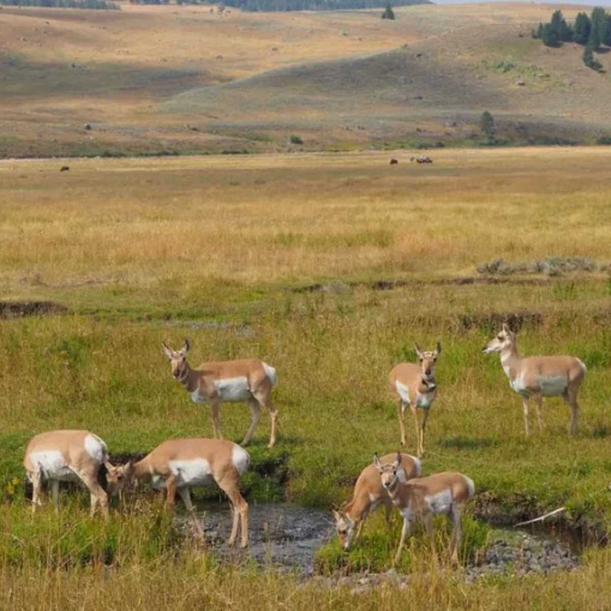 Pettee Plains Ranch Doe Antelope