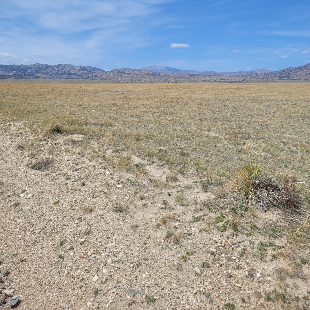 Dry Laramie Ranch East - Pronghorn 