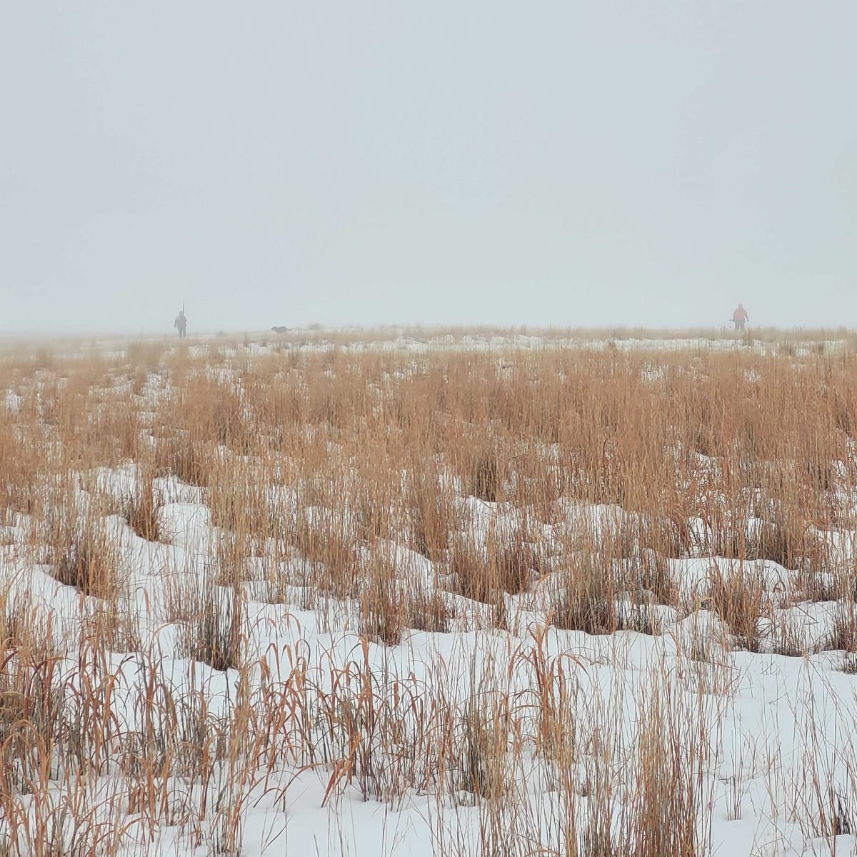 South Fork Pheasants