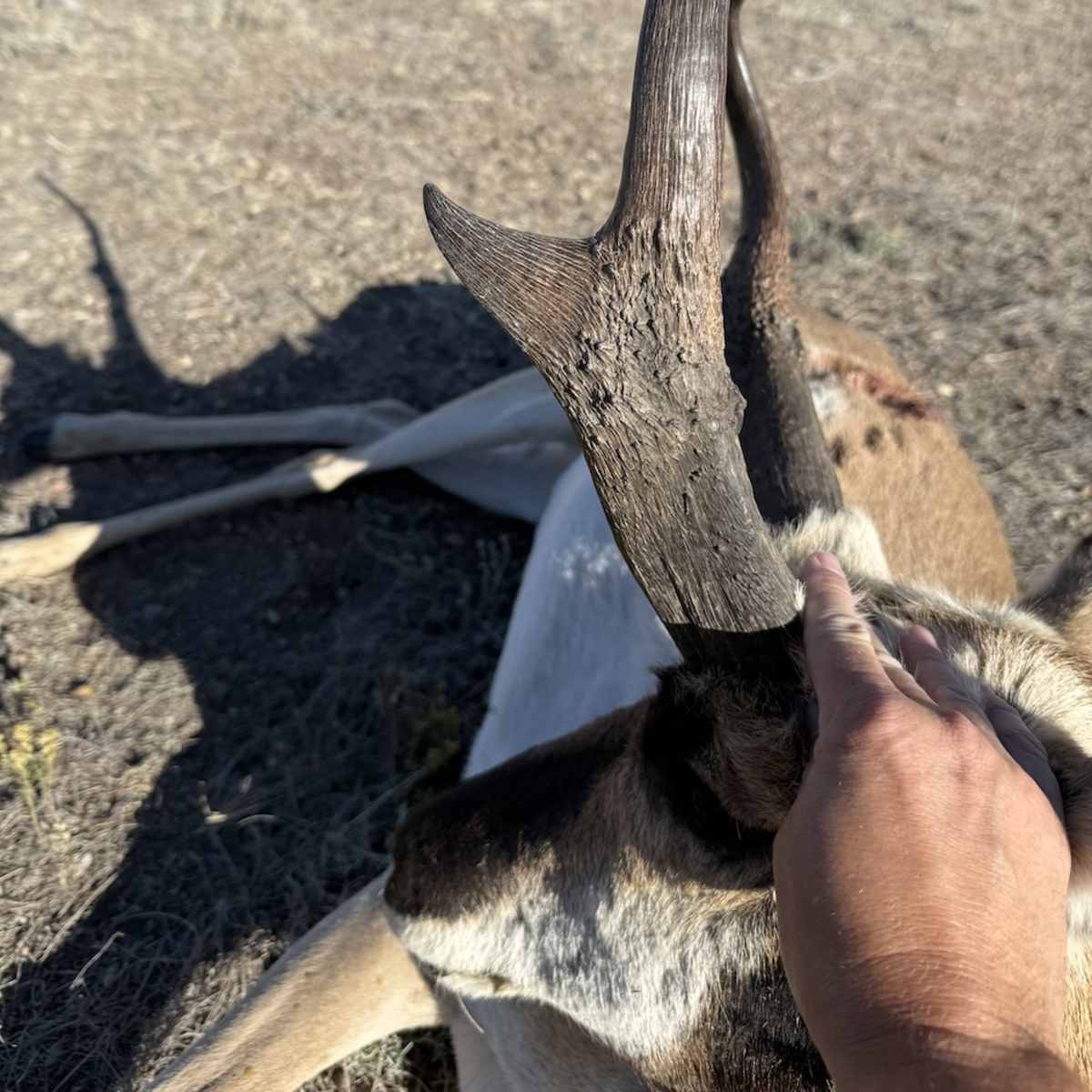Paulson - Pronghorn
