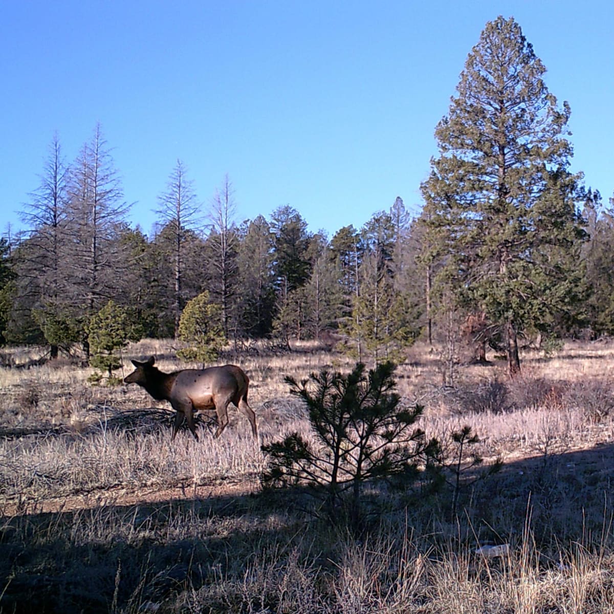 Ragsdale Ranch - Cow Elk Hunt