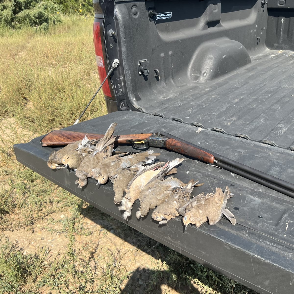 Mourning Plains (Dove)