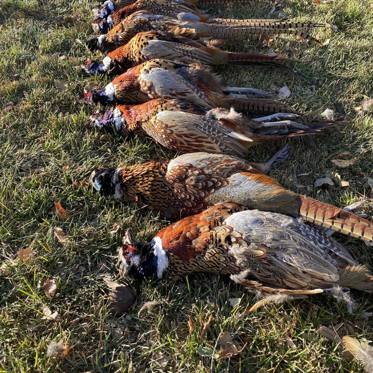 Hickman Dam East - Pheasant