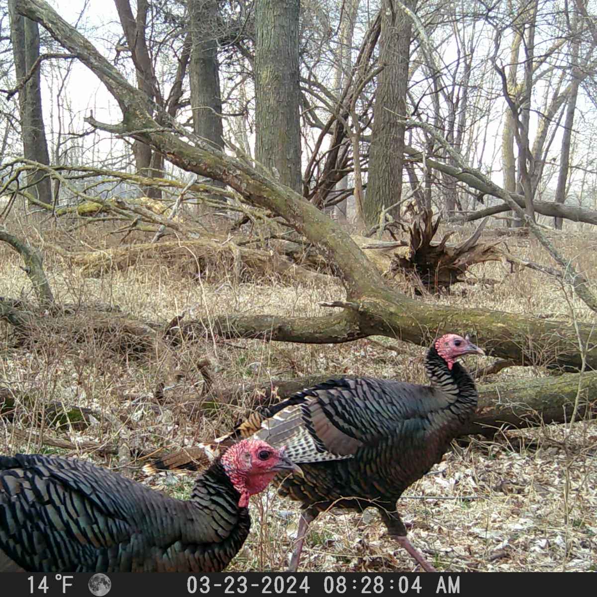 Bucks and Beards - Turkey (5-Day)