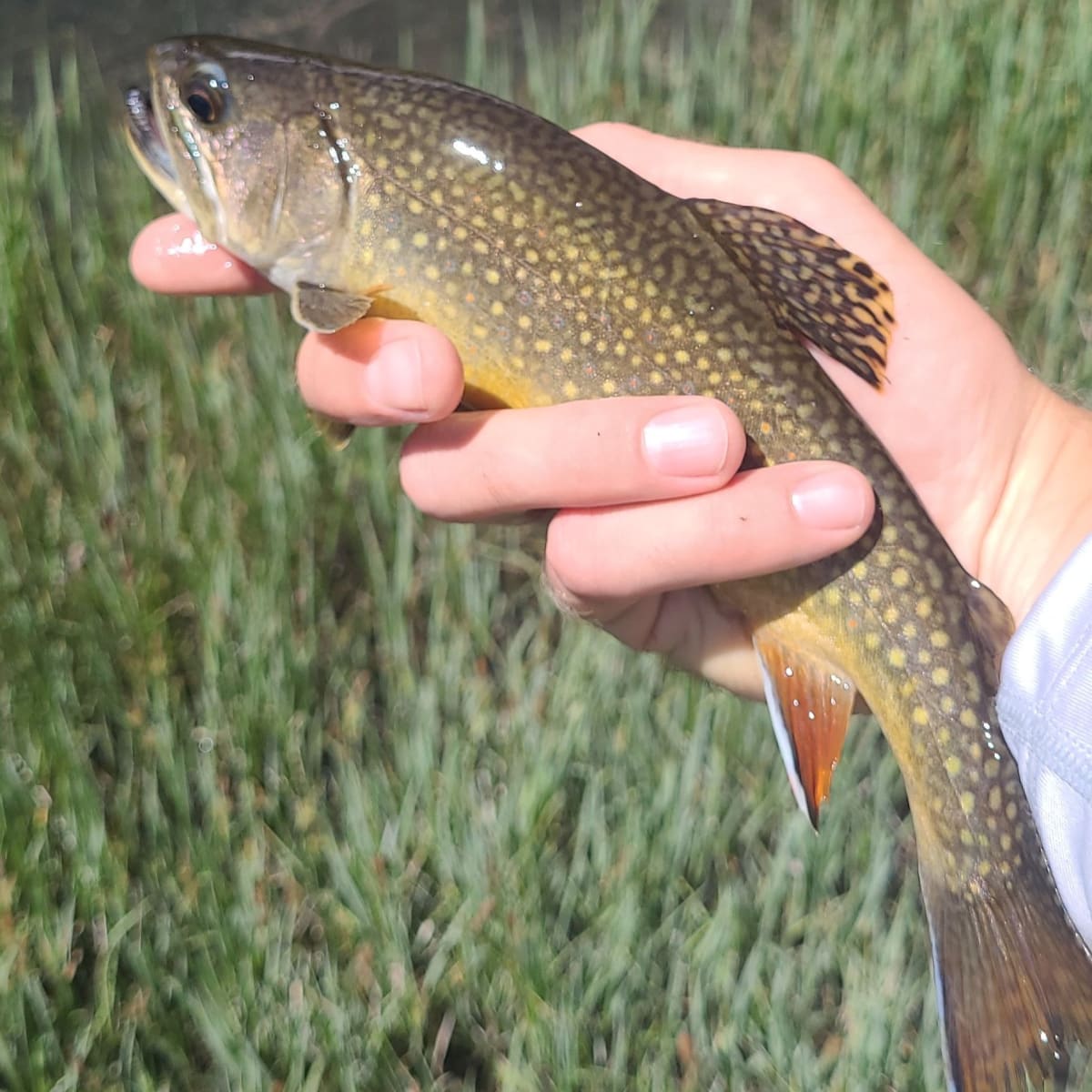 Tomcat Ranch Ponds