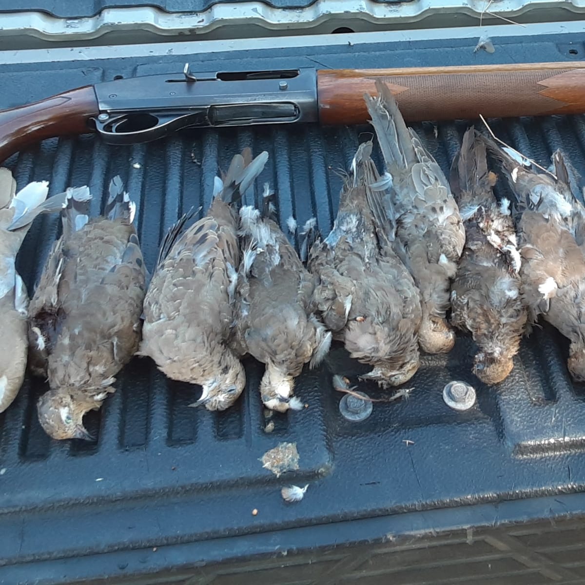 Arkansas River Ranch - Dove