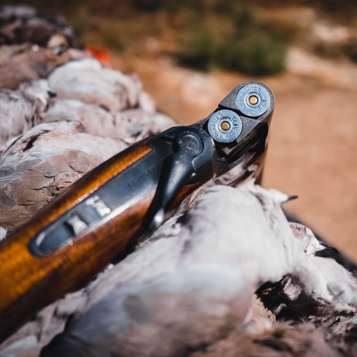 Sand Creek - Dove