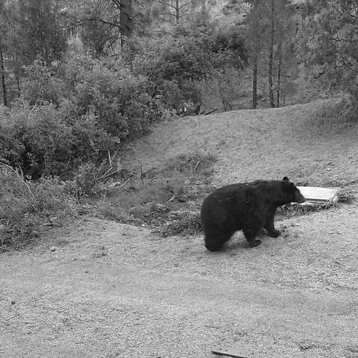 Ragsdale Ranch - Bear