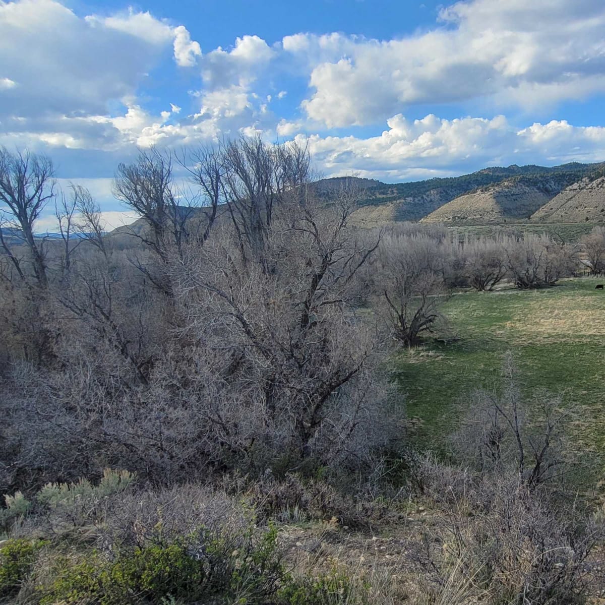 Shults Main Ranch West- Turkey