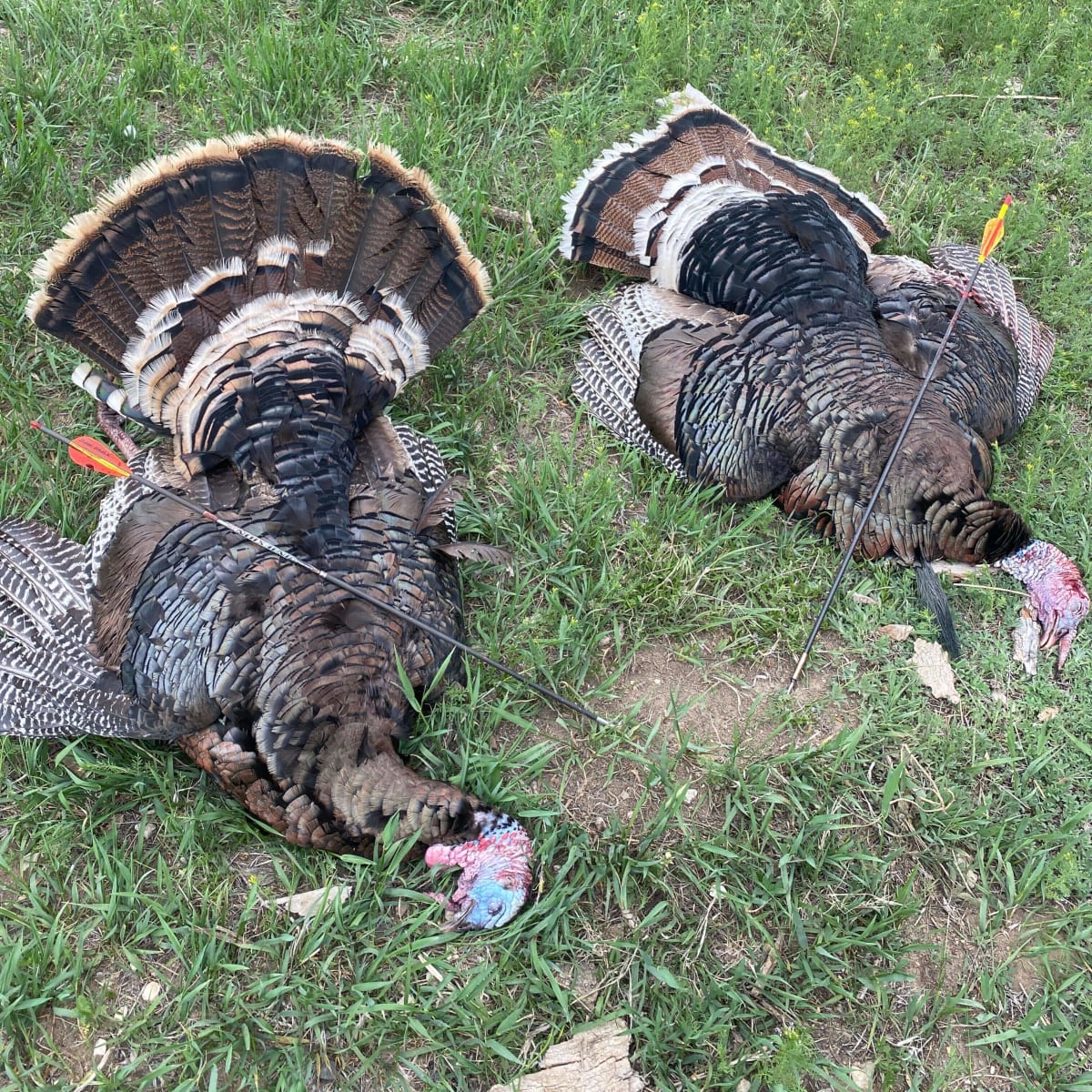 Iron Creek Turkey 