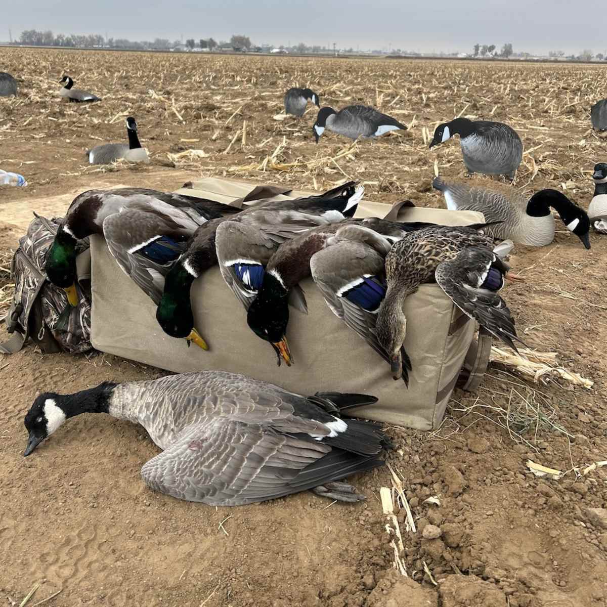 Bracewell Farm - Goose Pit