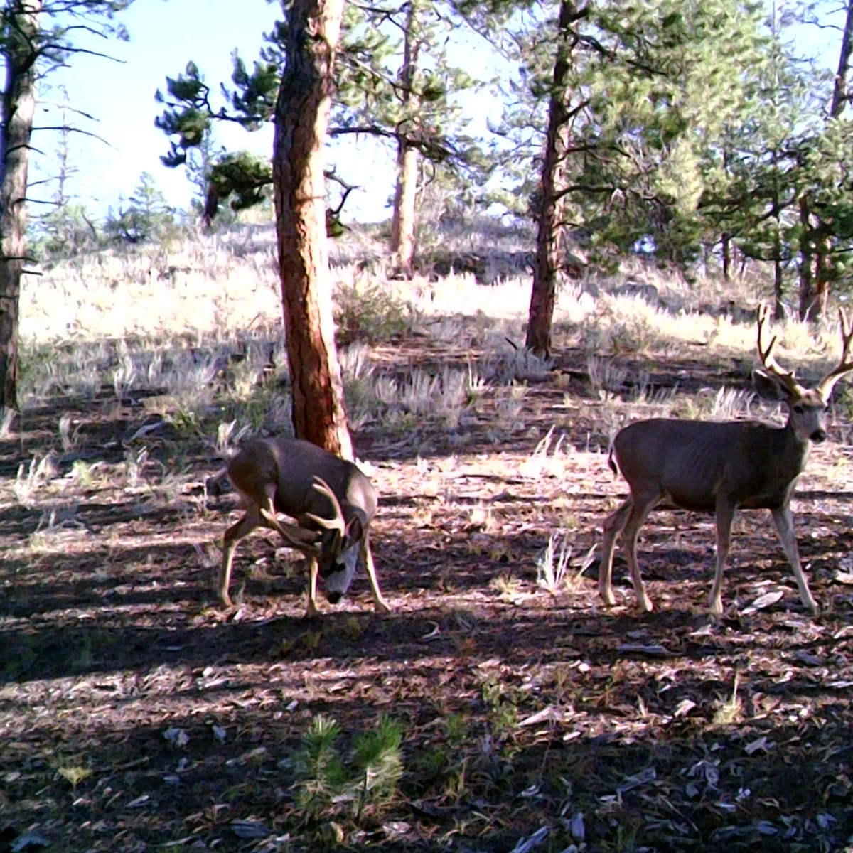 Bristol West - Mule Deer