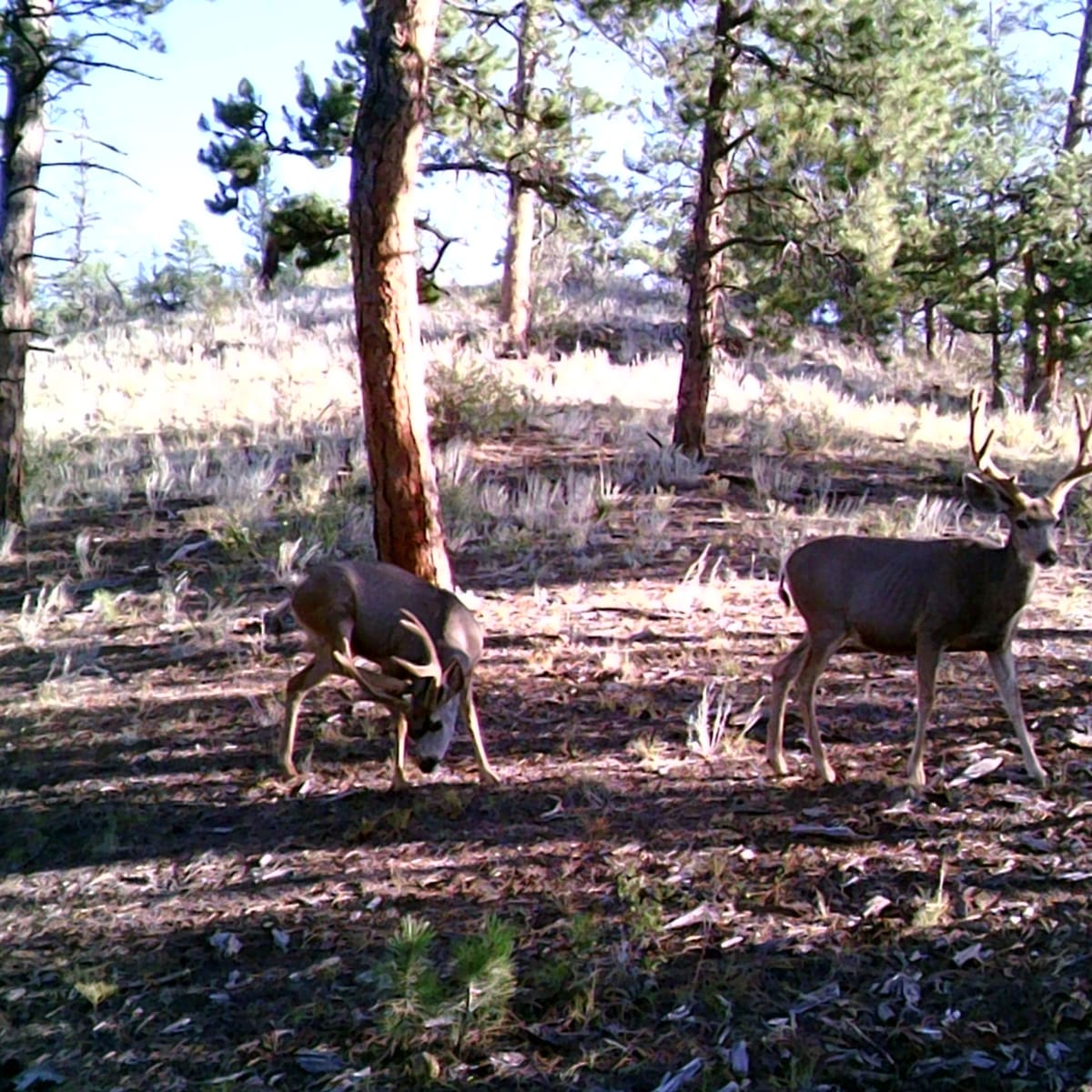 Ragged Top Mountain - Mule Deer