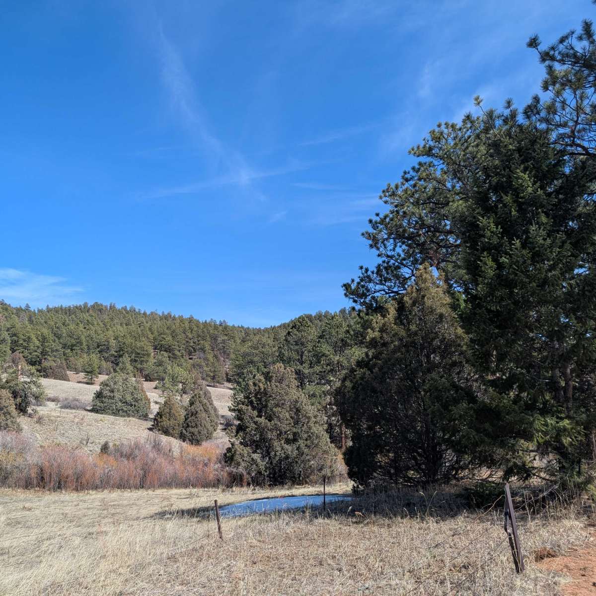 Resort Valley Ranch - Bull Elk