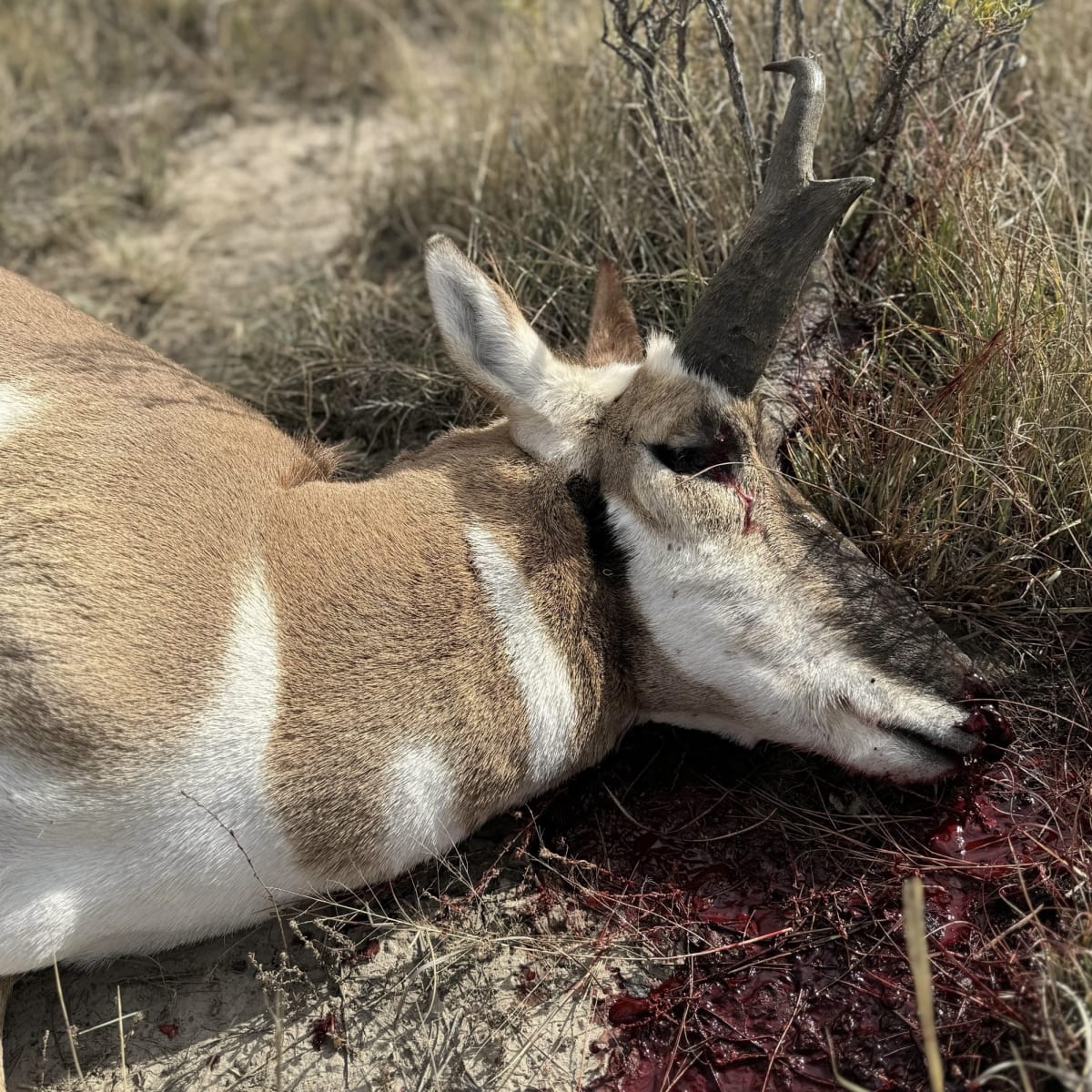 Newcastle Draws - Pronghorn