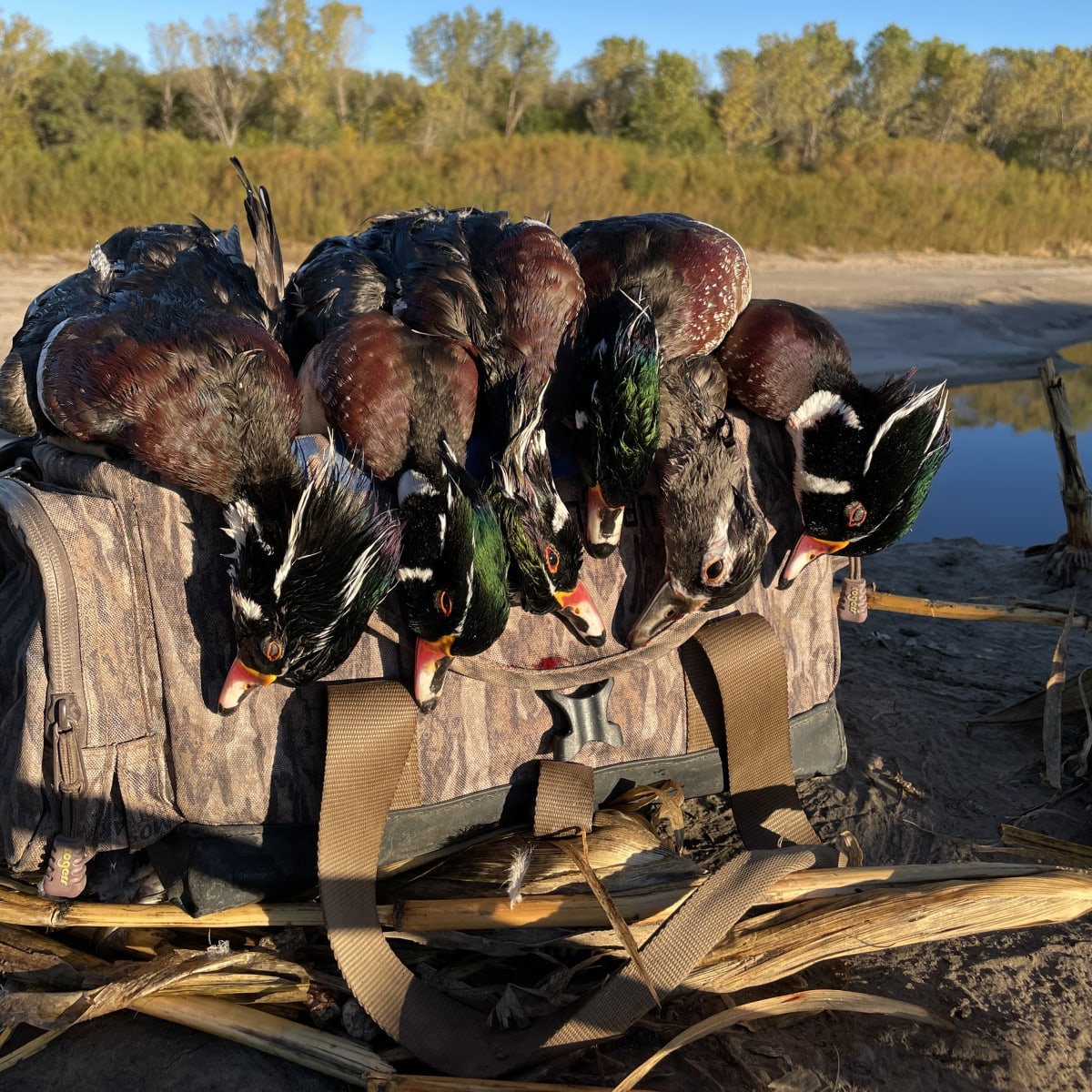 Smokey Hill River (Waterfowl)