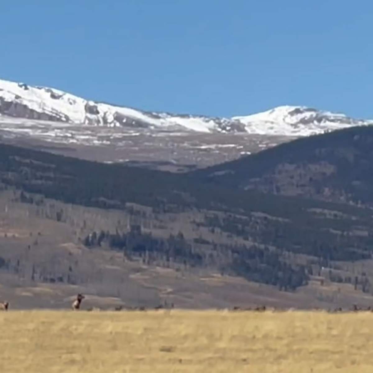 Bronlow Ditch - Pronghorn