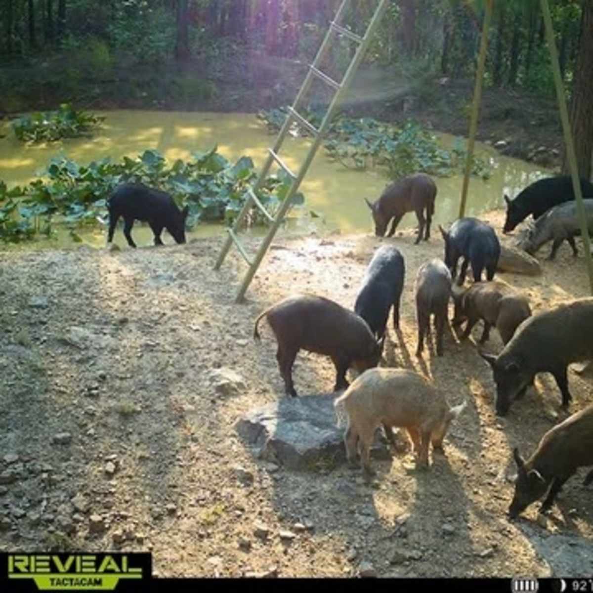Howling Hog Haven - 2 day