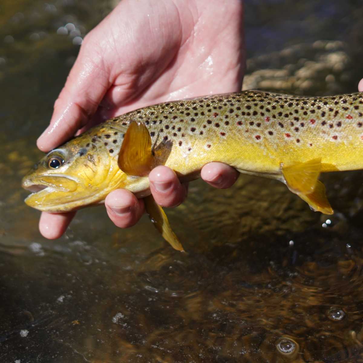 Deer Creek Canyon - Fishing