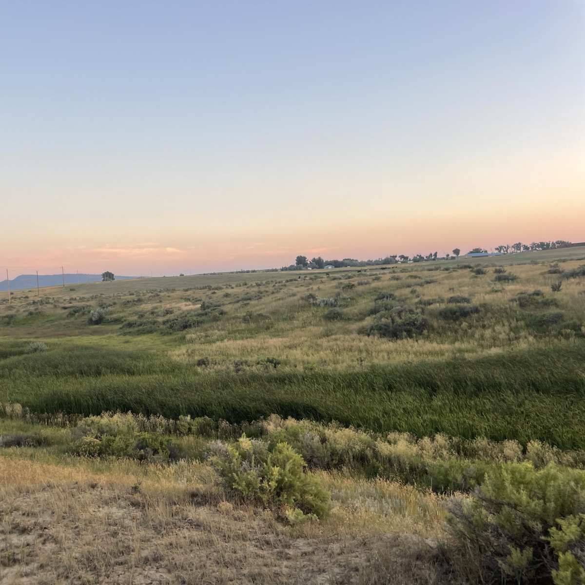 Goat Ranch - Varmint