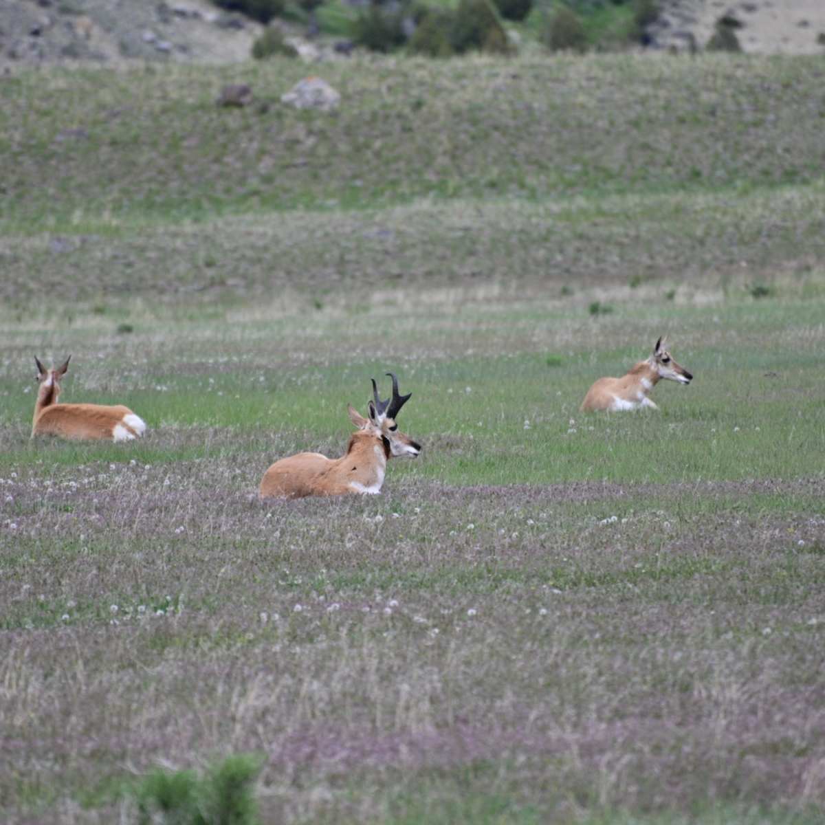 Skull Creek Pronghorn Doe