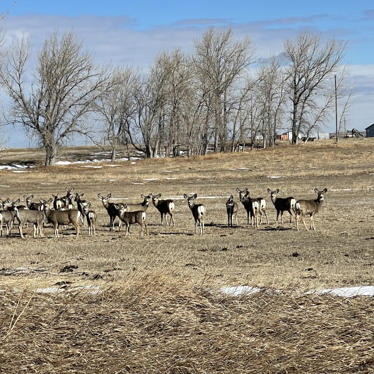 Rodeo Ranch - Mule Deer + Lodging