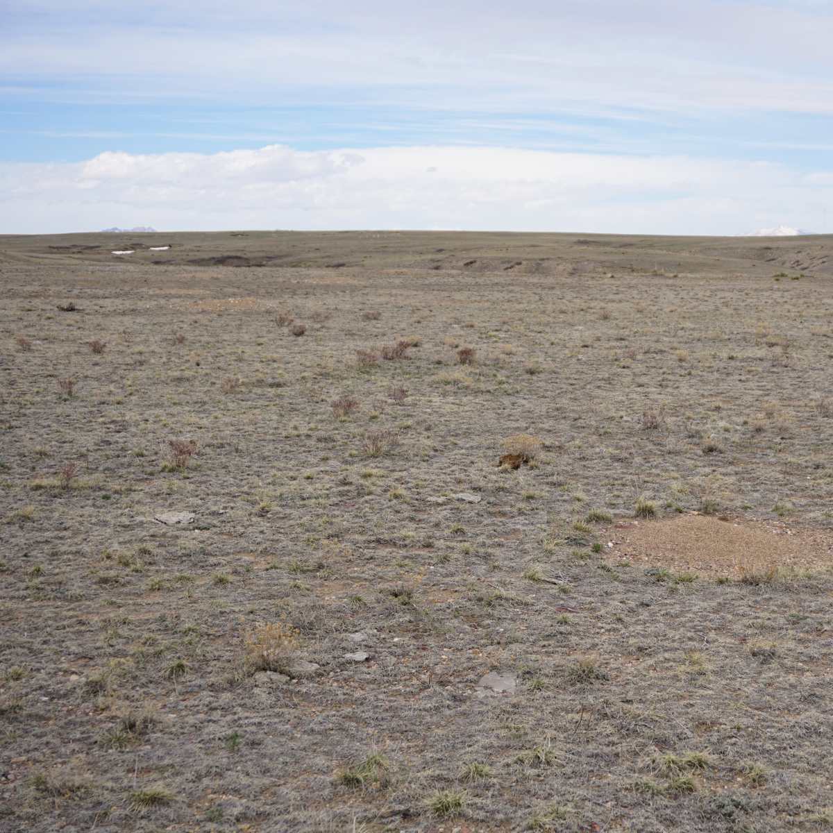 Rodeo Ranch - Varmint and Predator