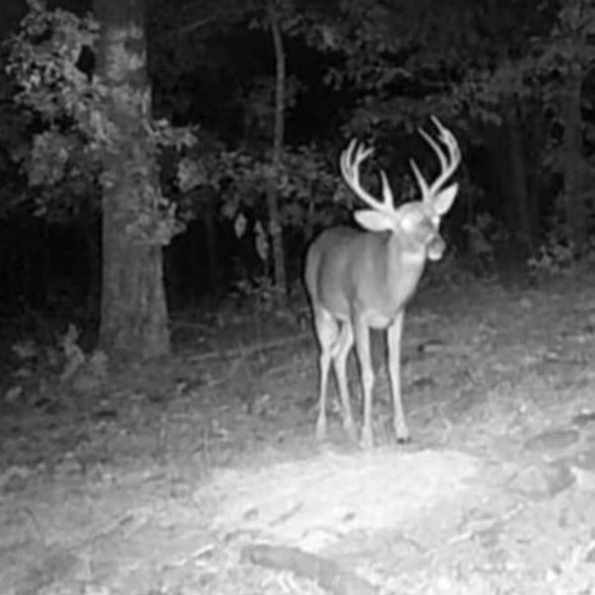 Mossy Rock Whitetail 1 Day Hunt
