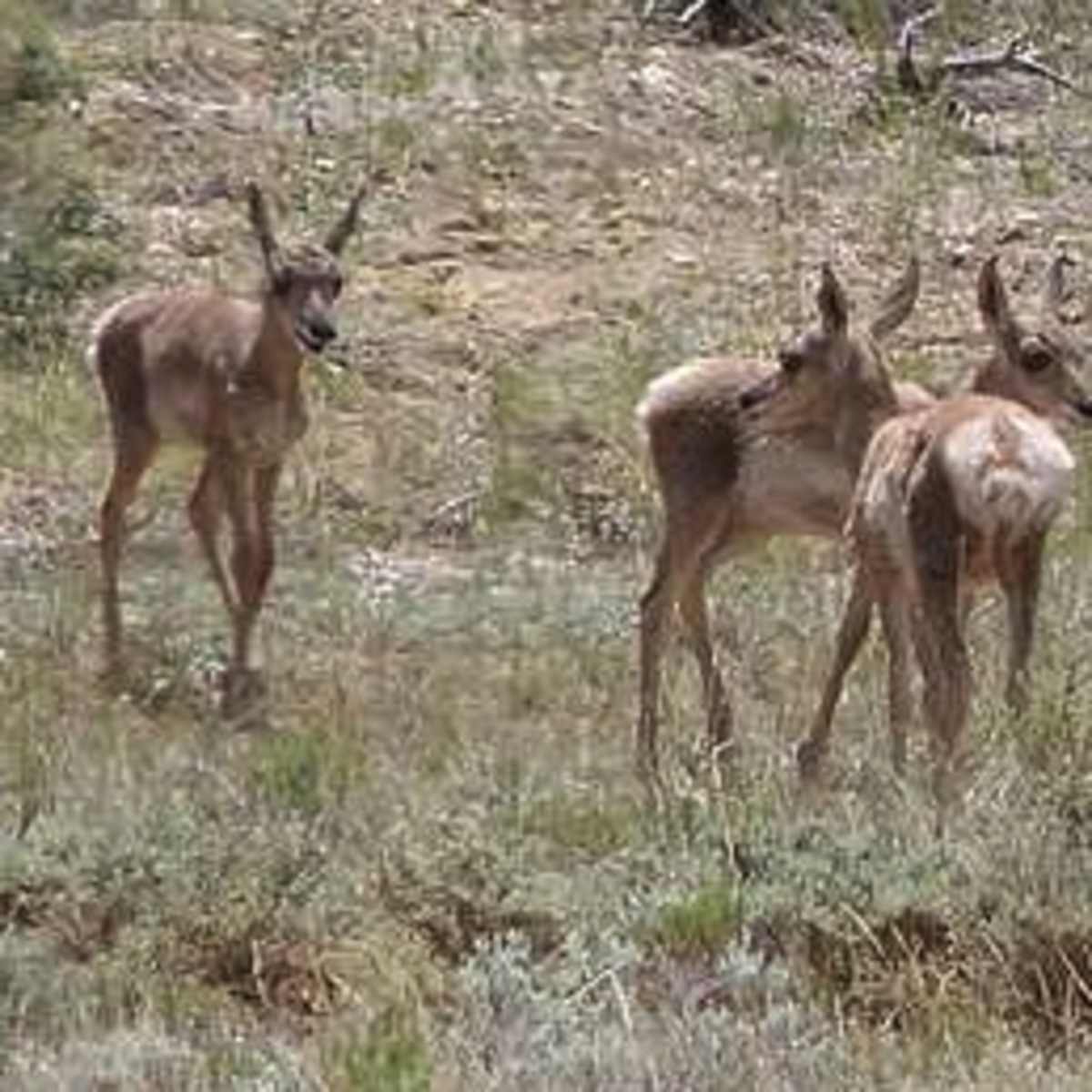 Vona Pronghorn Lands- 3-Day Doe Antelope Hunt