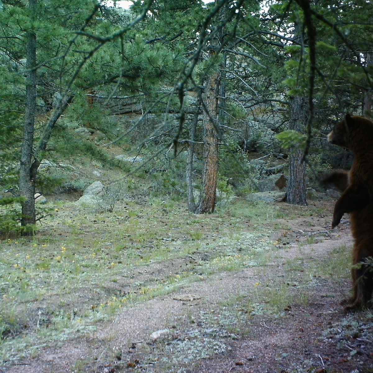 Mountain View - Bear