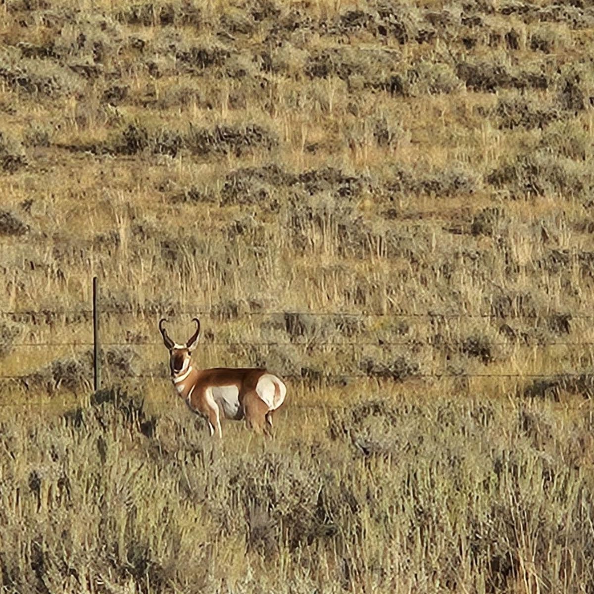 East Bates Creek - Pronghorn