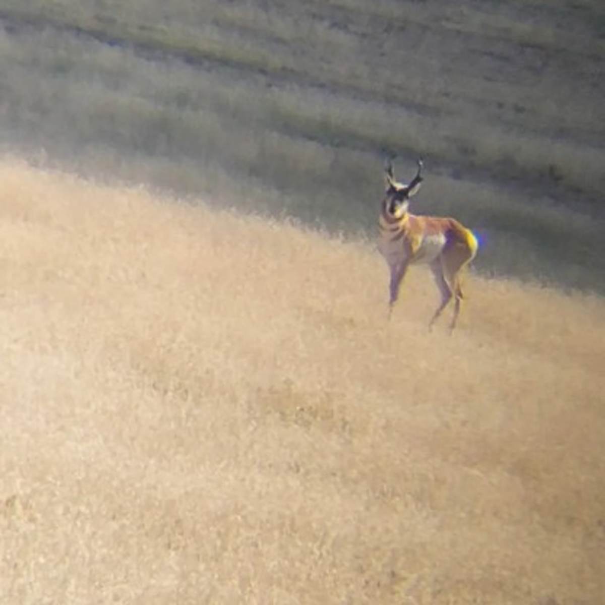 Bovina Ranch #1 - 3-Day Antelope Hunt