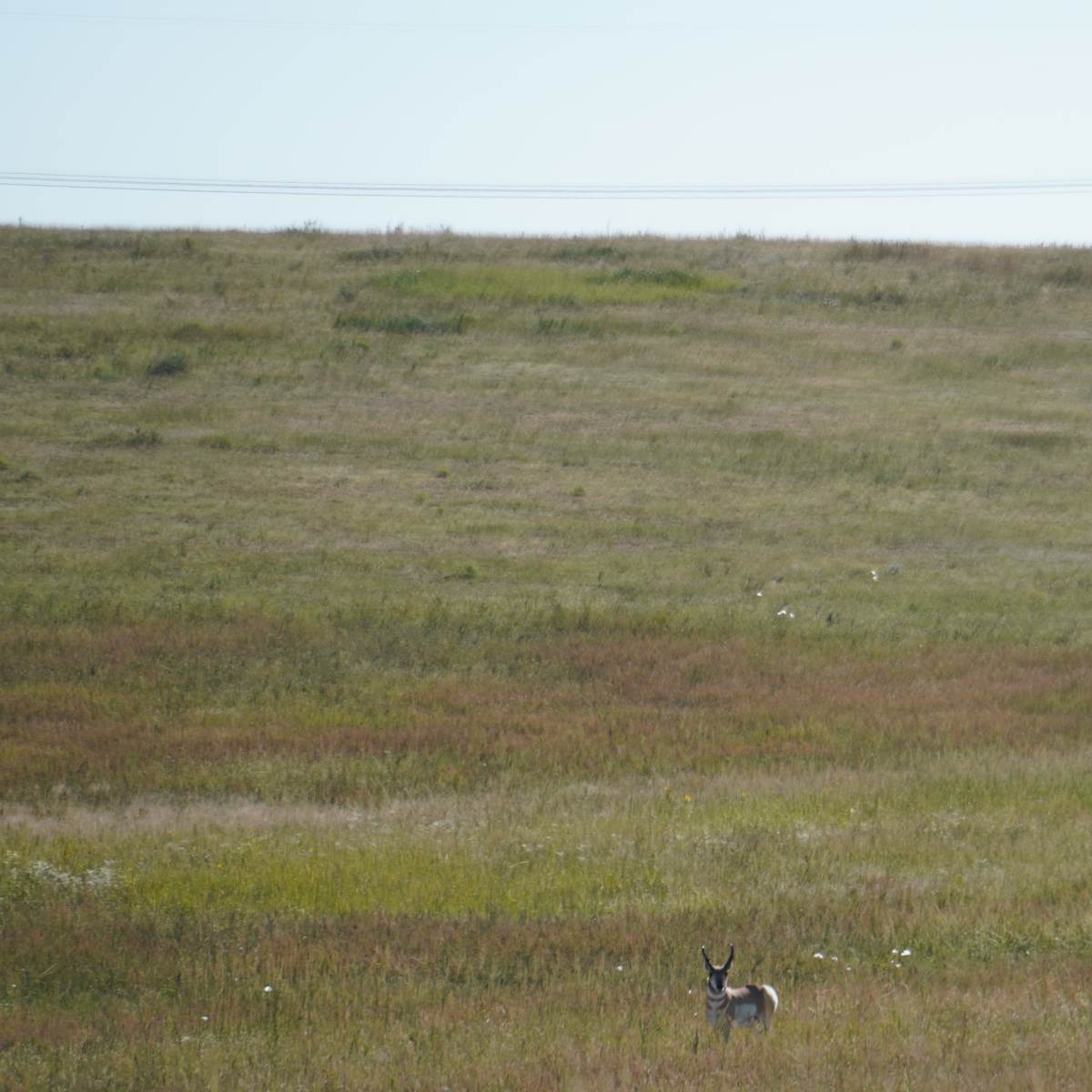 Scheer Circle Triangle Ranch - Pronghorn