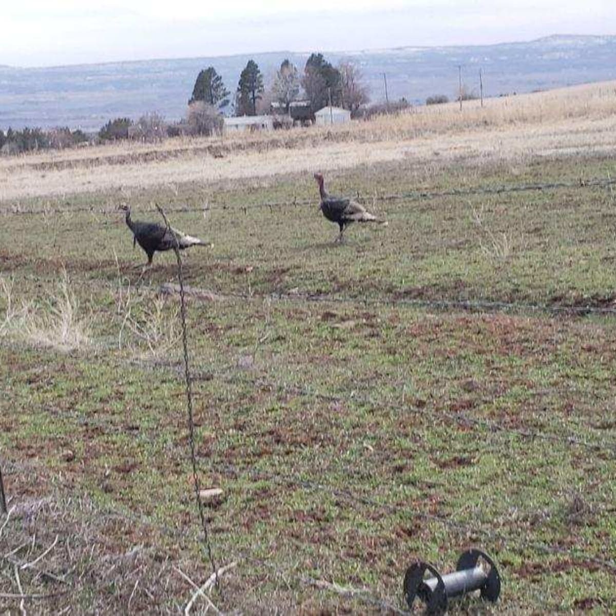 Turkey Ranch Lodge #1 - Lodging + 3-Day Turkey Hunt