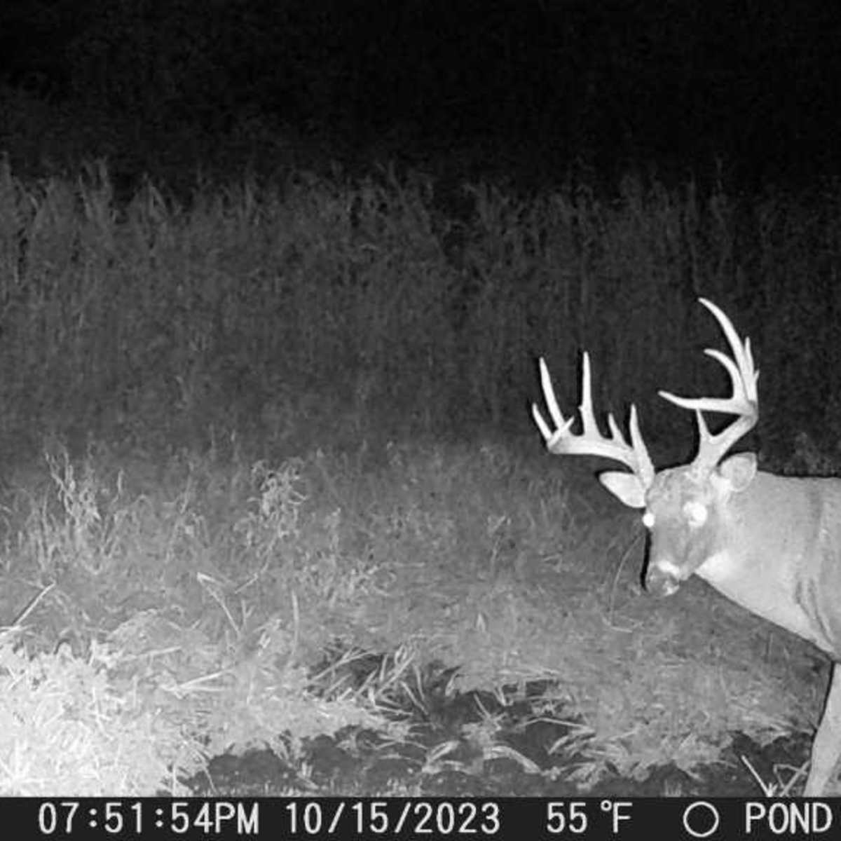 Whitetail Avenue 1 day Doe Hunt
