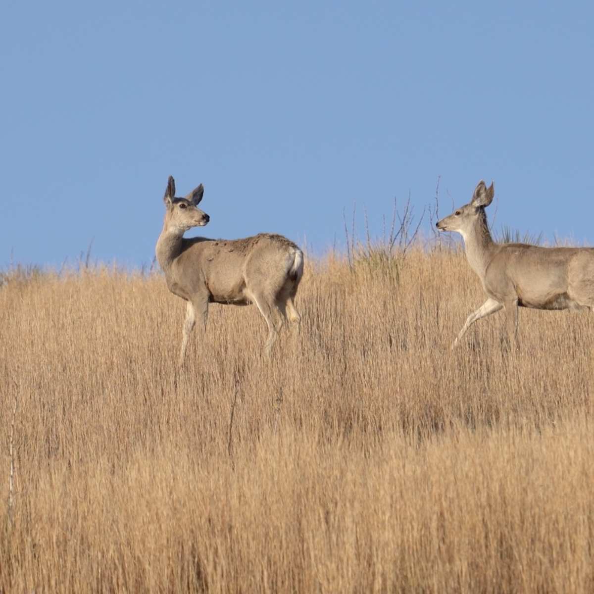 Hirsig Giants - Mule Deer Doe
