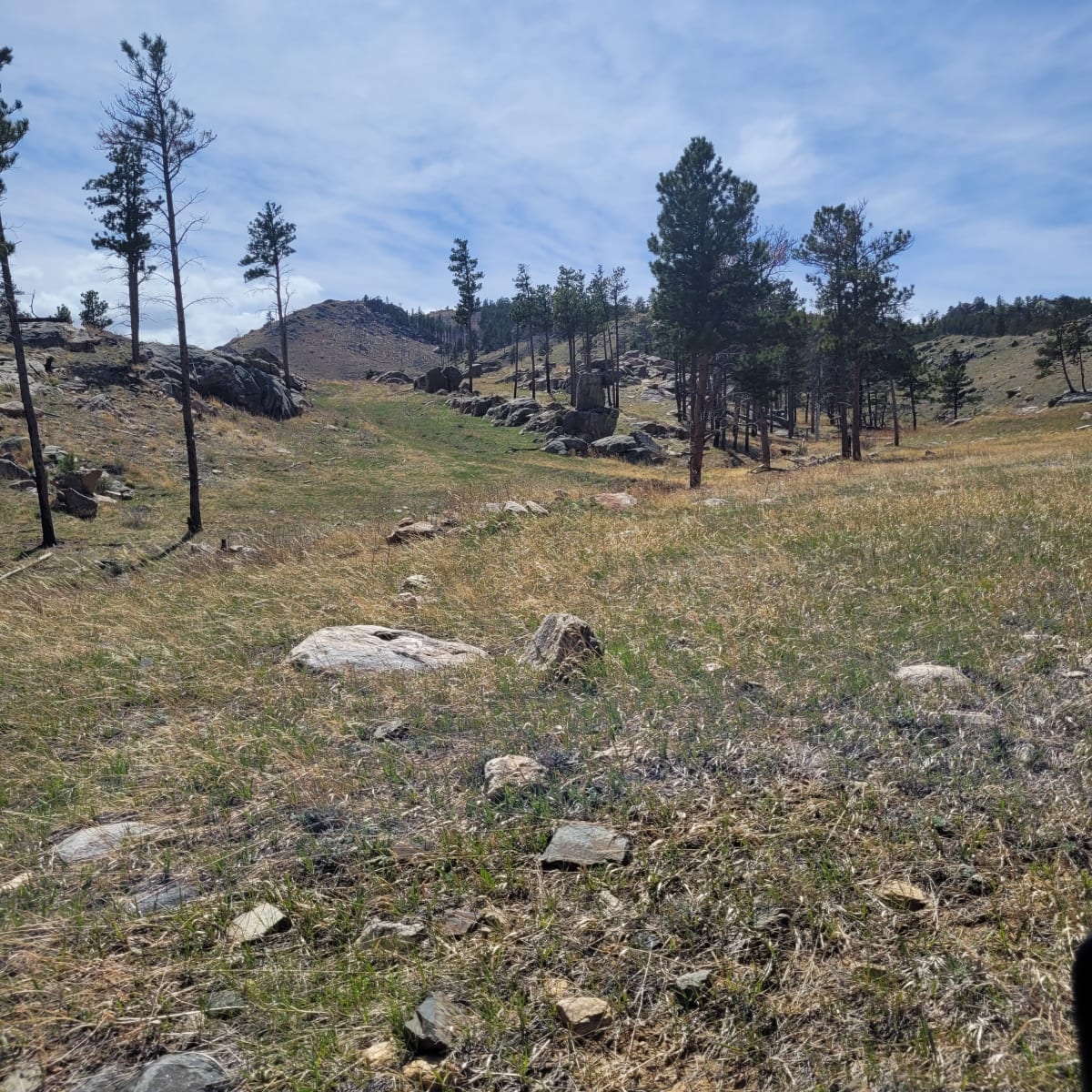 Laramie Peak Ranch North - Bull Elk