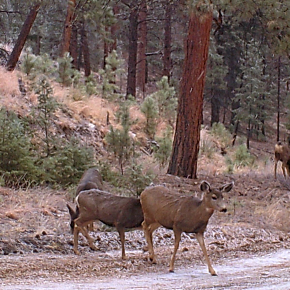 Ragsdale Ranch - 5-Day Deer Hunt (Doe Only)