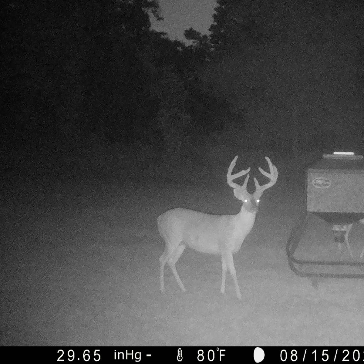 Eagle Lake Ranch - Whitetail Deer 3-Day Hunt