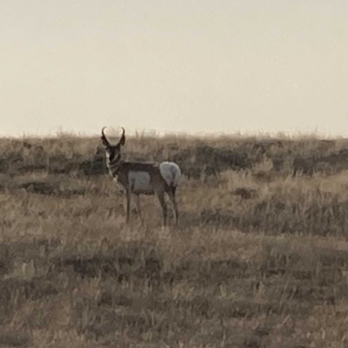 Adobe Creek - 4-Day Pronghorn Hunt