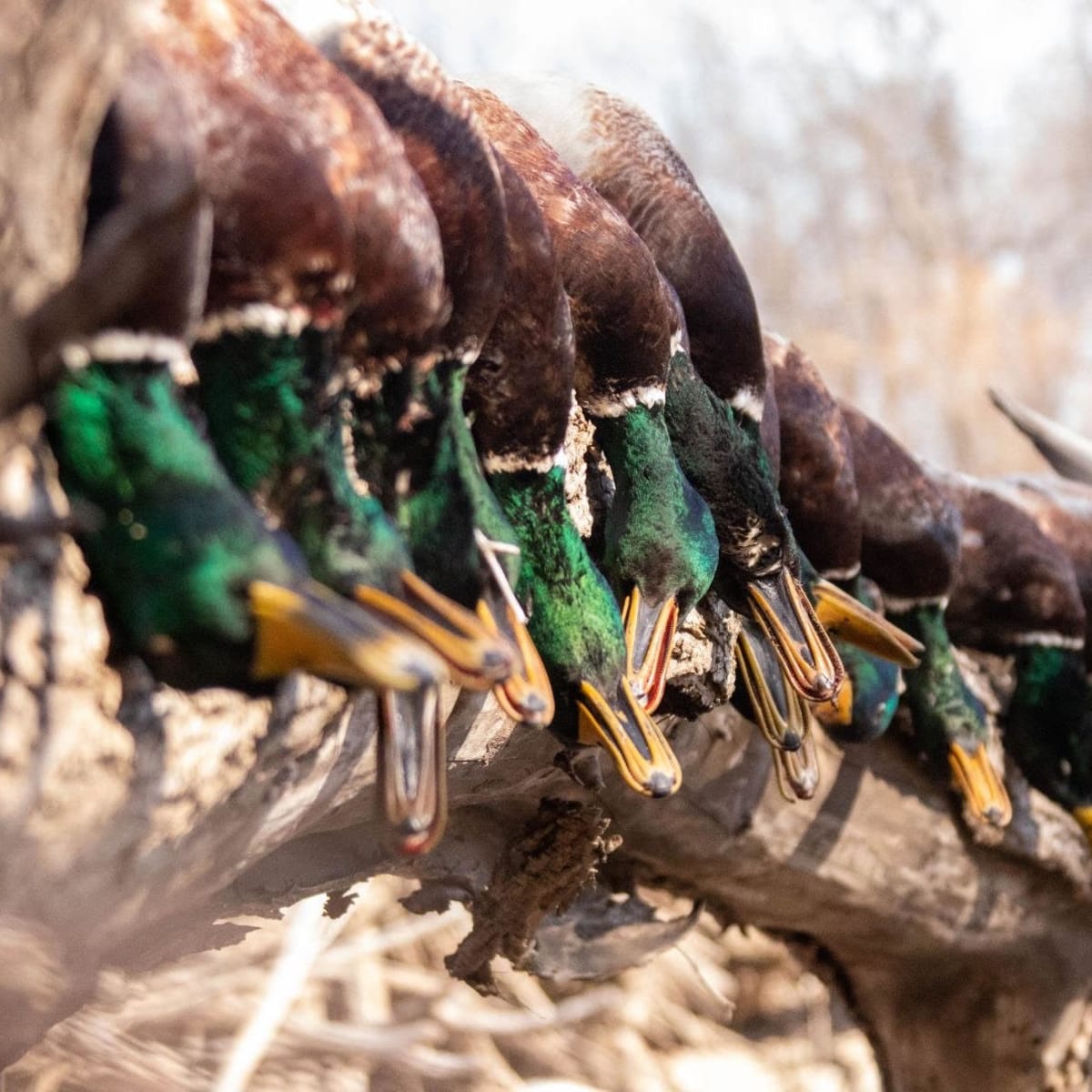 Booner Palace (Waterfowl)