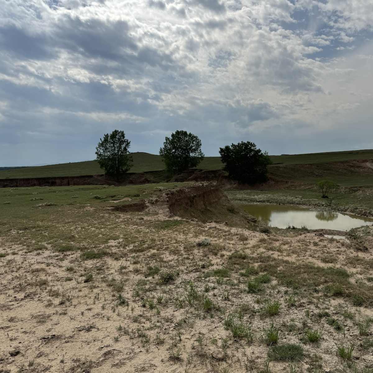 Boxelder Creek #1 Dove