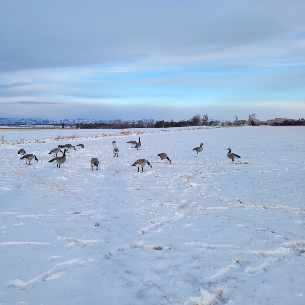 Mountain Vista Goose - Pit