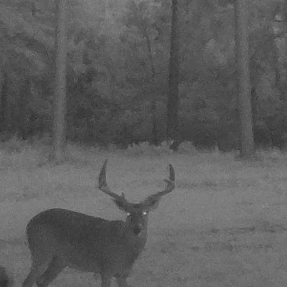 Eagle Lake Ranch - Whitetail Deer 1-Day Hunt