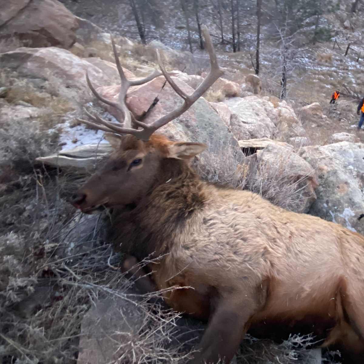 Luman Creek - Elk