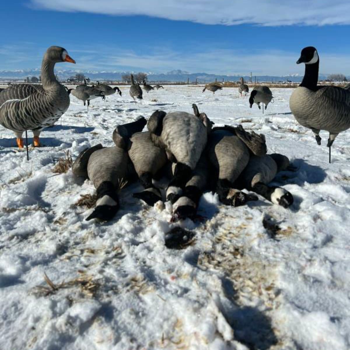 Vrain Goose Pit