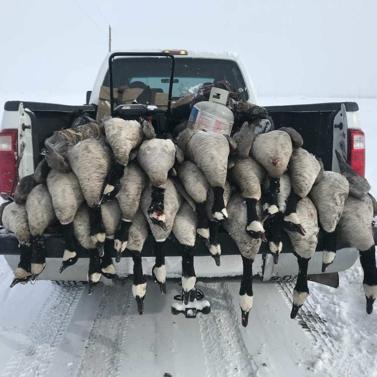 Vrain Goose Pit