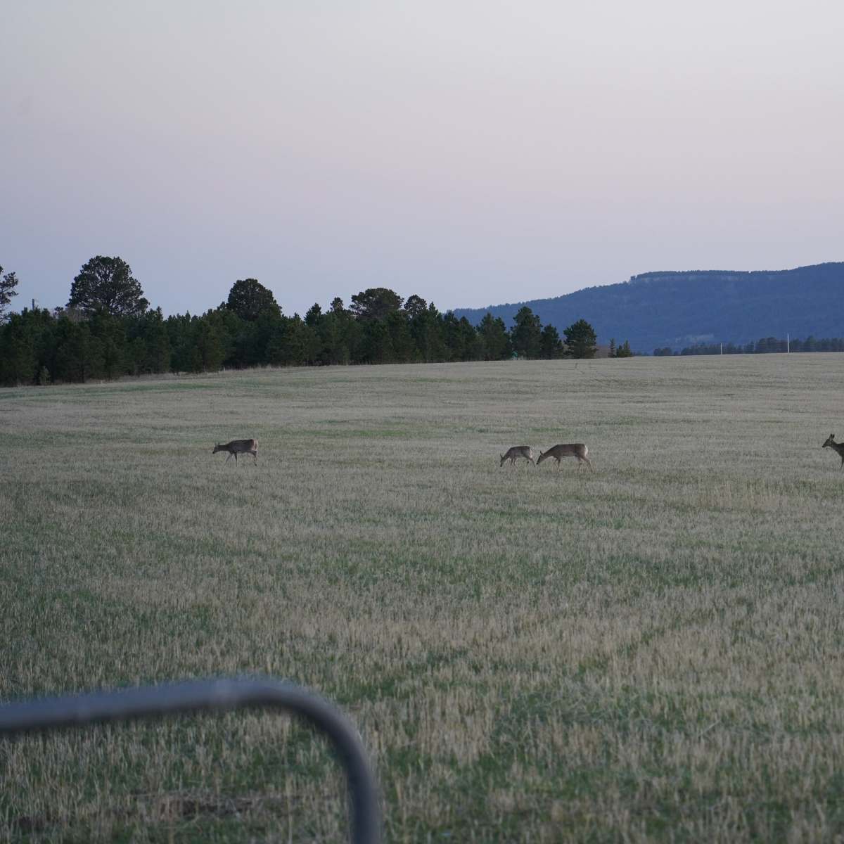 Iron Mountain - Whitetail Doe Only