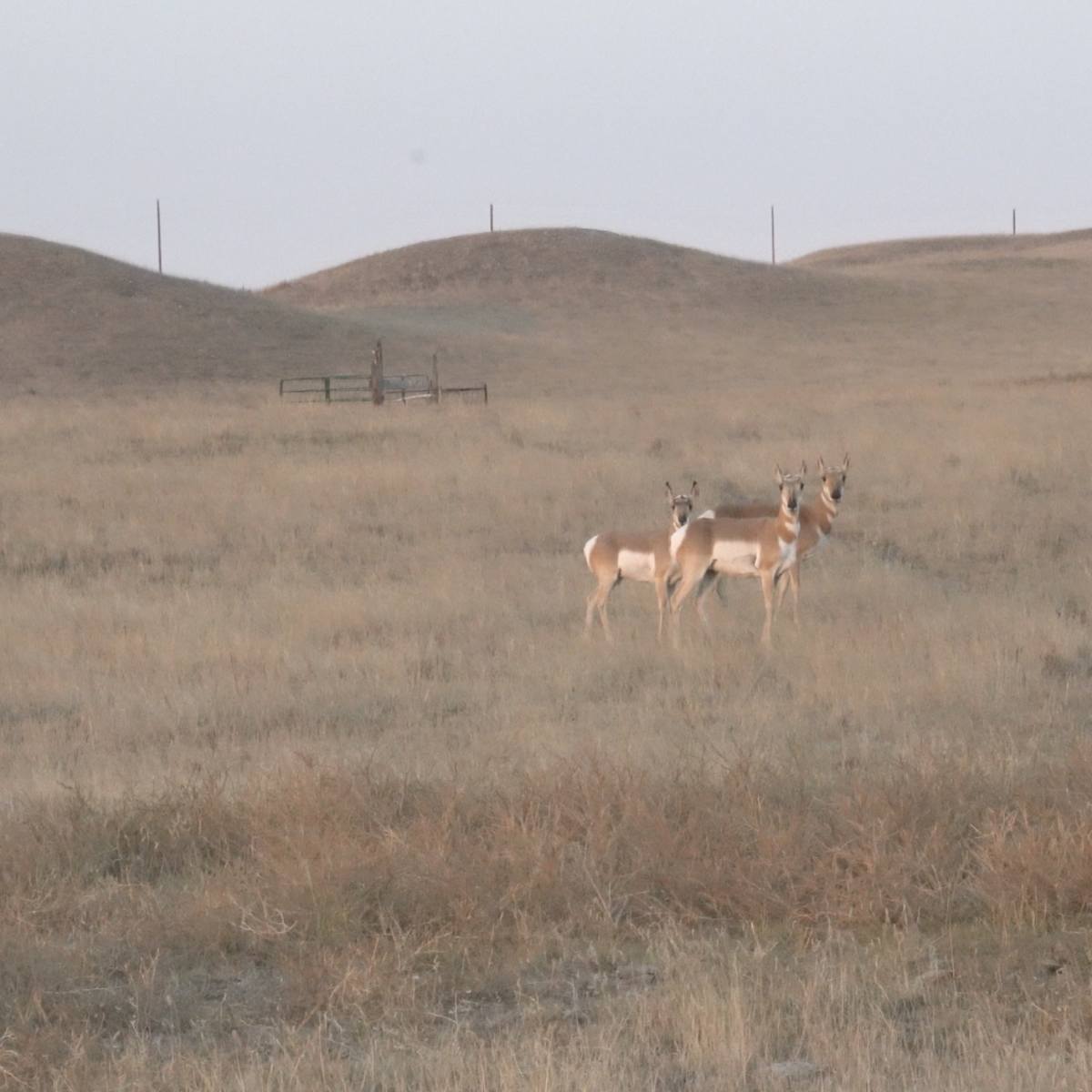 Oil Creek - Pronghorn Doe